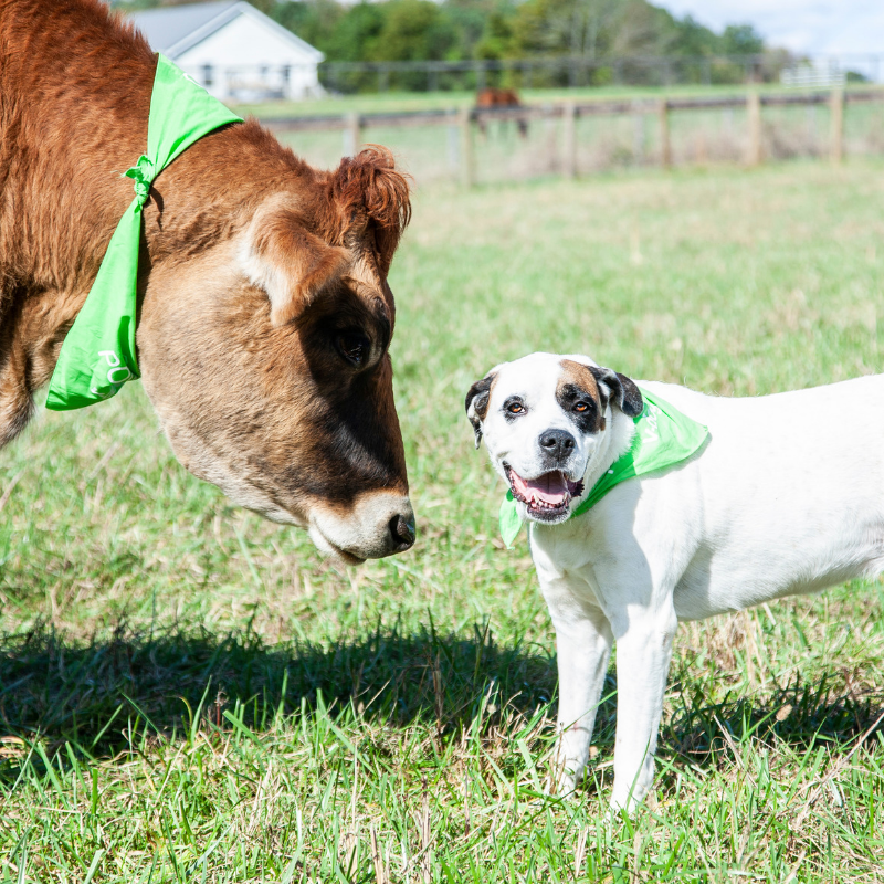 sanctuary-spotlight-little-buckets-farm-sanctuary-v-dog