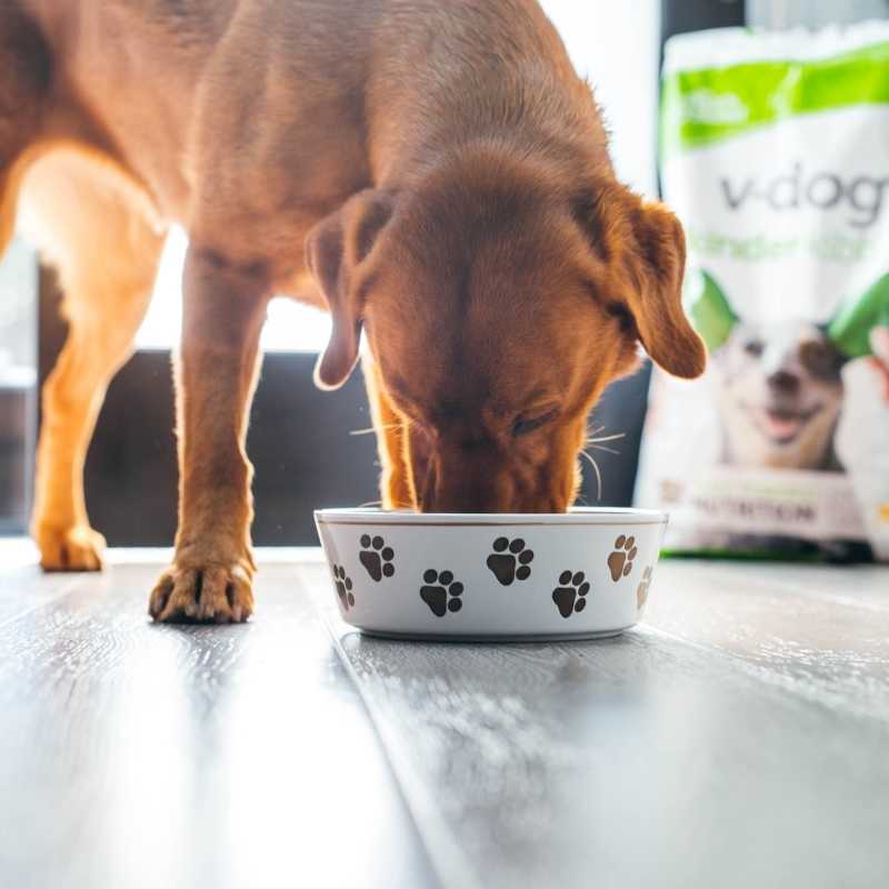 Can I Feed My Dog Homemade Vegan Food?