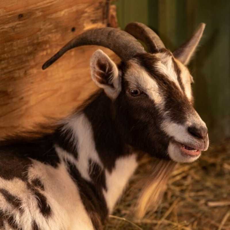 Meet Stardust Animal Sanctuary's Rescued Residents