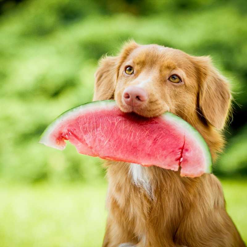 Watermelon Ice Cream for Dogs [RECIPE]