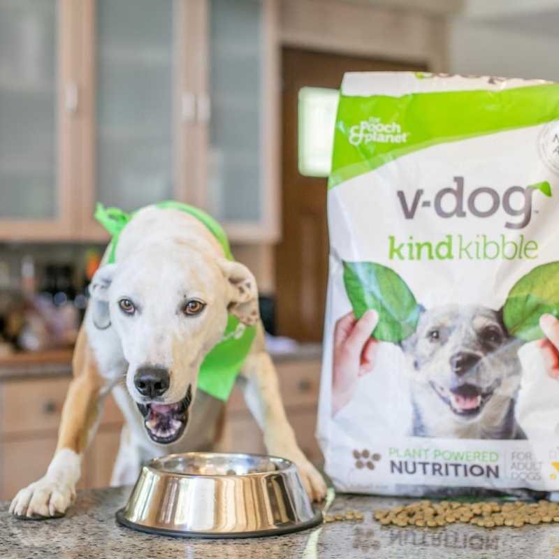 Do Vegan Dogs Get Enough Protein?