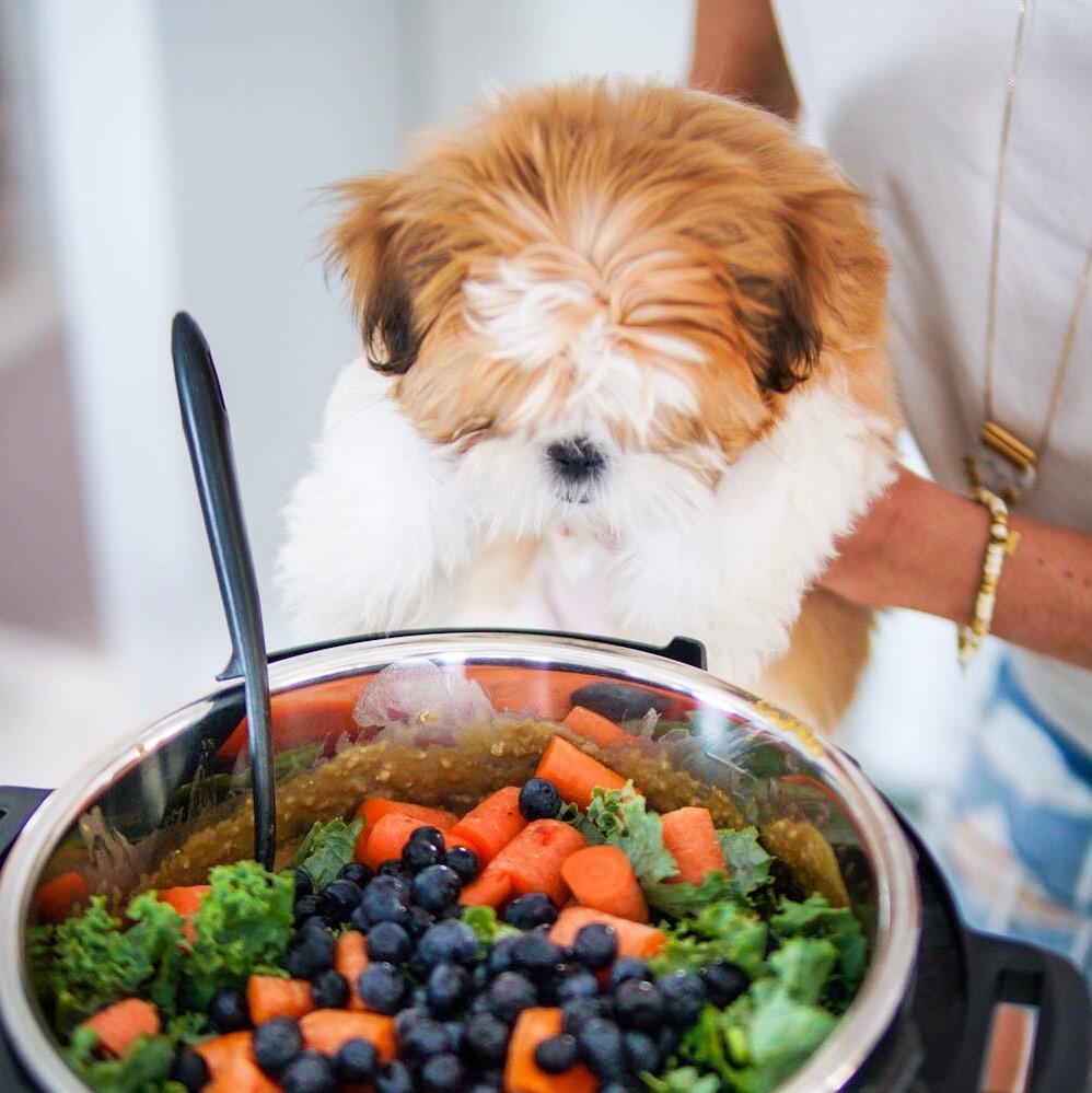 Homemade Vegan Dog Food Recipe from EatMoveRest