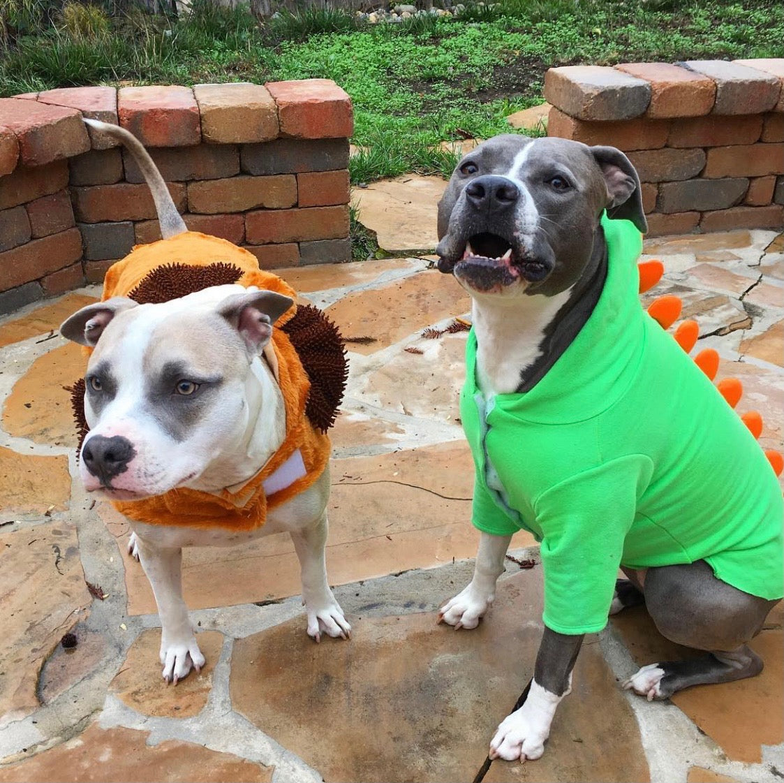 October is National Pit Bull Awareness Month! – v-dog