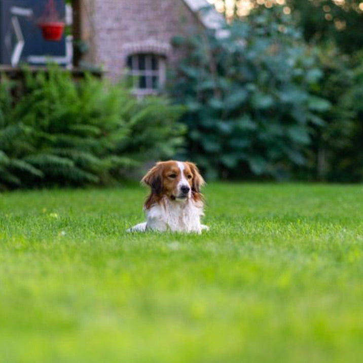 Pup-safe Lawn and Garden Nutrients