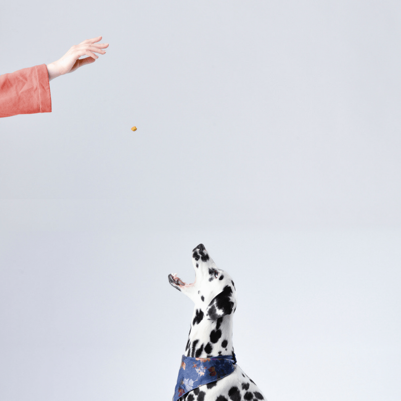 Top allergens for sales dogs