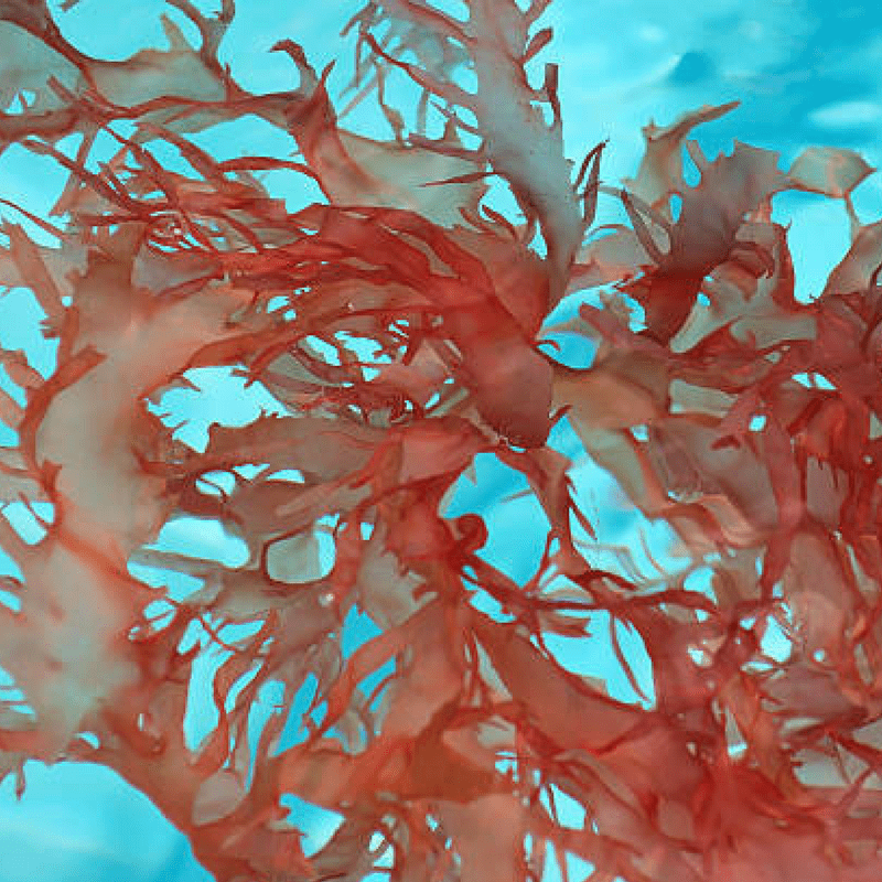 Carrageenan: New Peer-Reviewed Research Surfaces