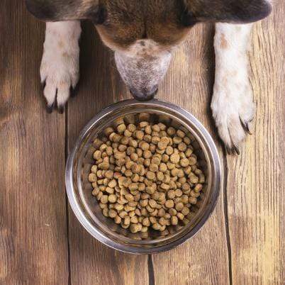 Vegan Dog Nutrition: The Basics
