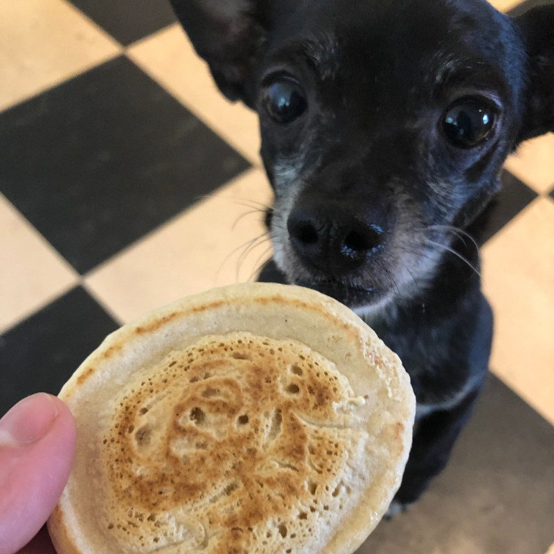 Pancakes for Dogs RECIPE v dog