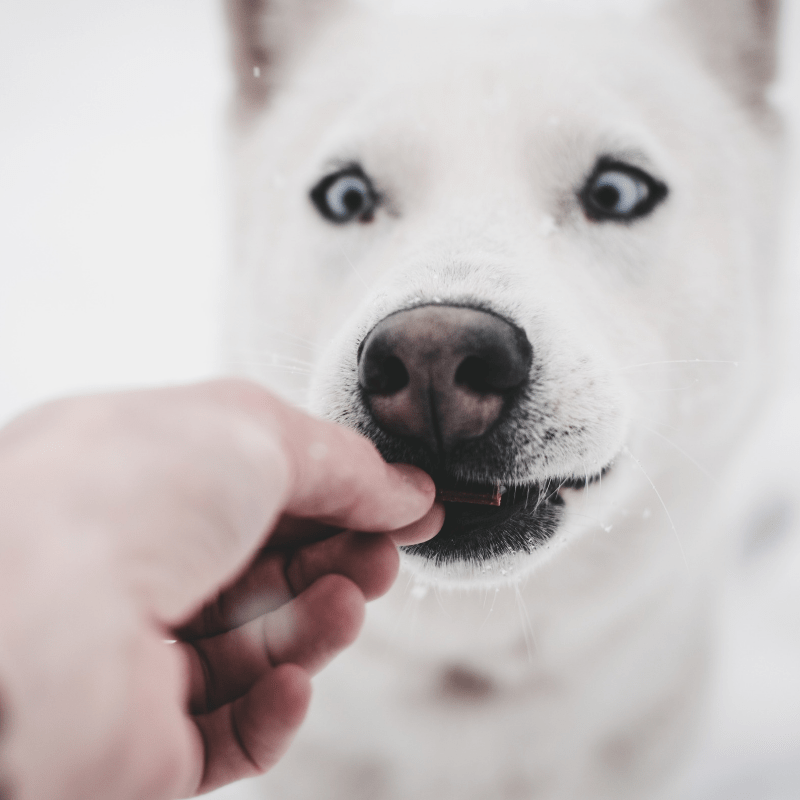 Vegetarian pill outlet pockets for dogs