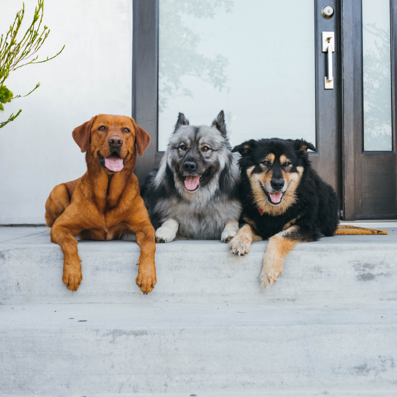 V dog taurine outlet