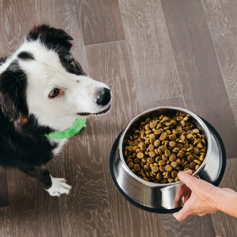 Feeding dogs vegan sales diet