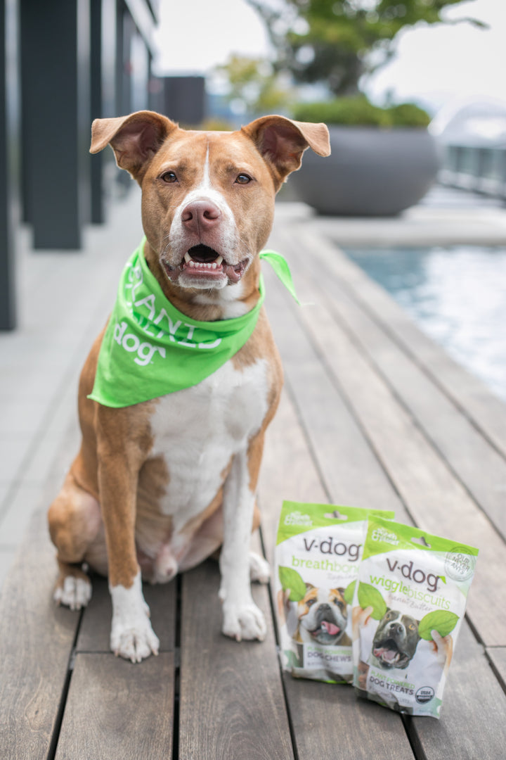 vegan-dogs-v-dog
