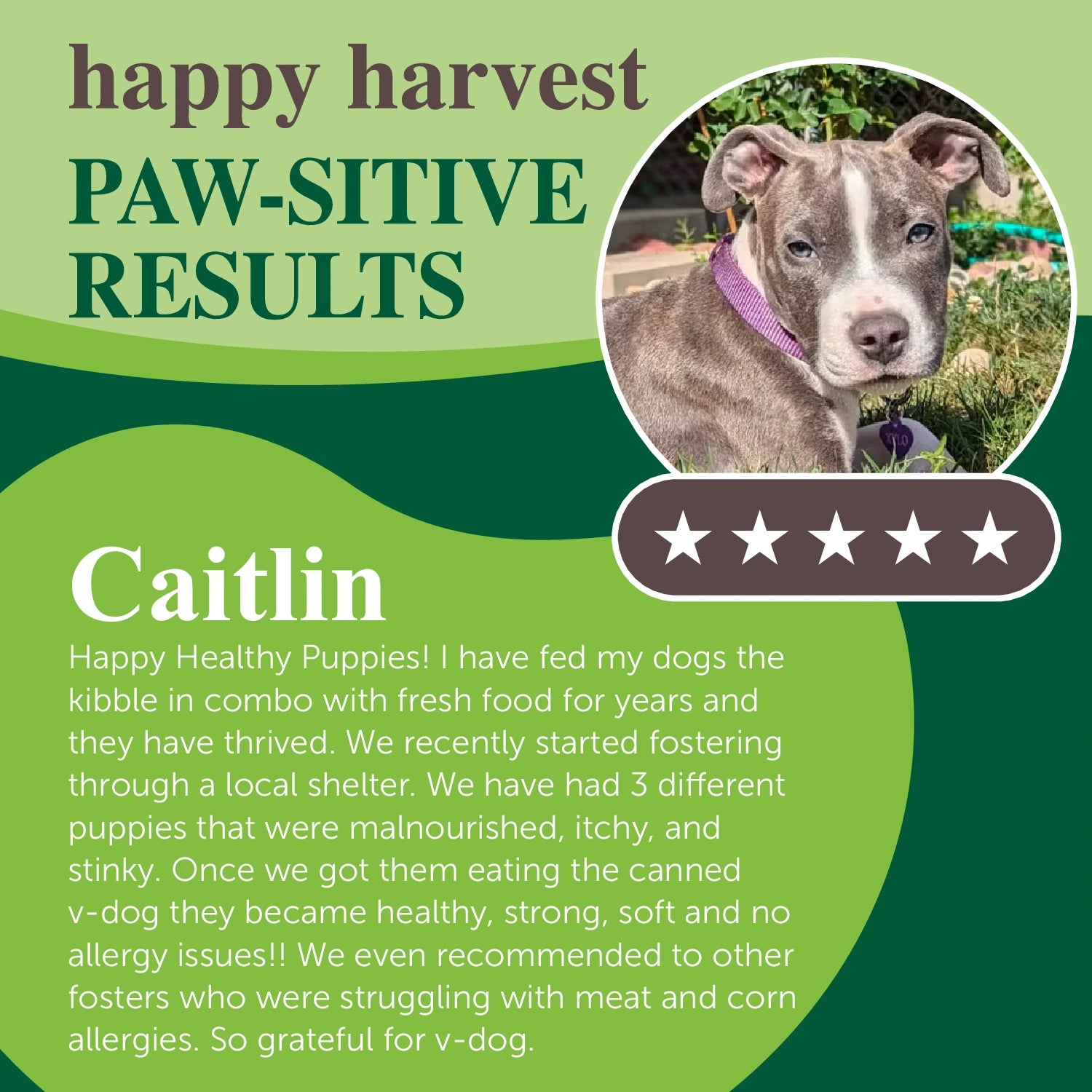 V-dog Happy Harvest | Plant-Powered Soft Food for Dogs & Puppies